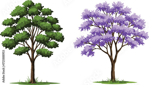 Tree illustration, conifer and flowering tree comparison with purple blossoms green foliage and grass patch, nature landscape vector clipart artwork design