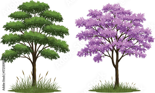 Vector illustration of green leafy tree and purple flowering tree, spring nature landscape, blooming tree artwork, botanical garden design
