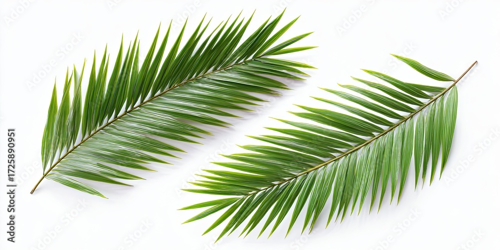 Obraz premium Two palm fronds, vibrant green, against a pure white background