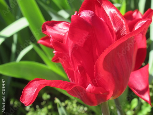 Zbliżenie na czerwono kwitnące tulipany © Kumulugma