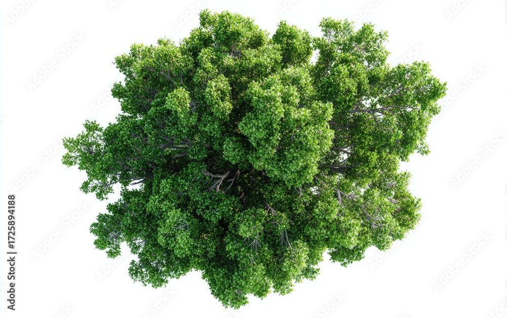 Obraz premium Overhead view of a lush green tree canopy (5)