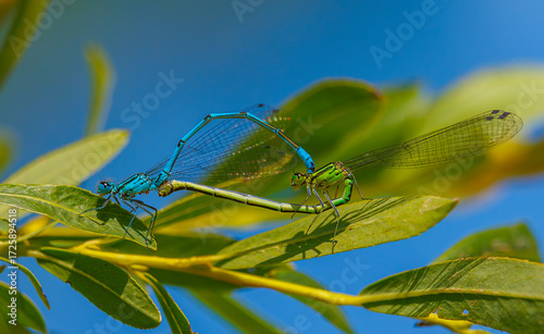 The azure damselfly - Coenagrion puella mating