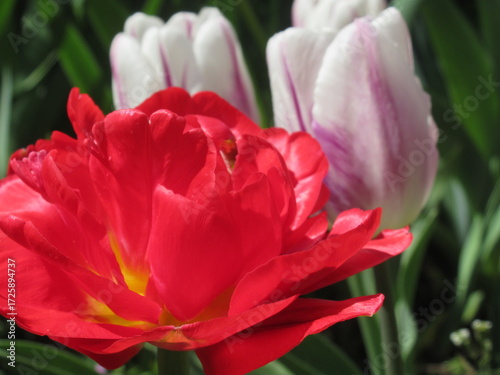 Zbliżenie na czerwono kwitnące tulipany © Kumulugma