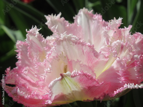 Zbliżenie na różowe tulipany © Kumulugma