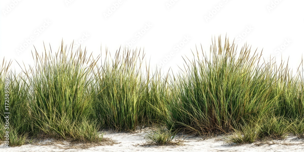 Fototapeta premium Lush green grass tufts against a white background (3)