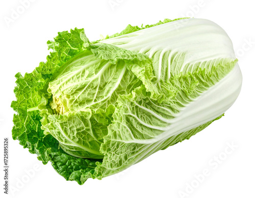 Fresh whole napa cabbage chinese cabbage isolated png transparent background