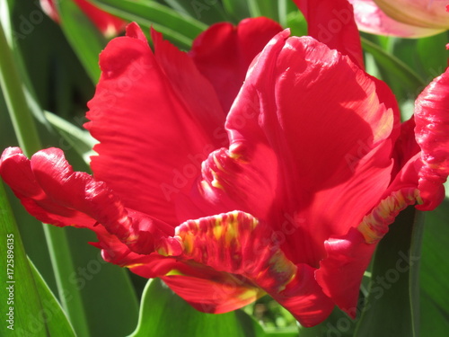 Zbliżenie na czerwono kwitnące tulipany © Kumulugma