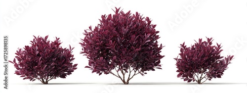 Three deep burgundy shrubs of varying sizes