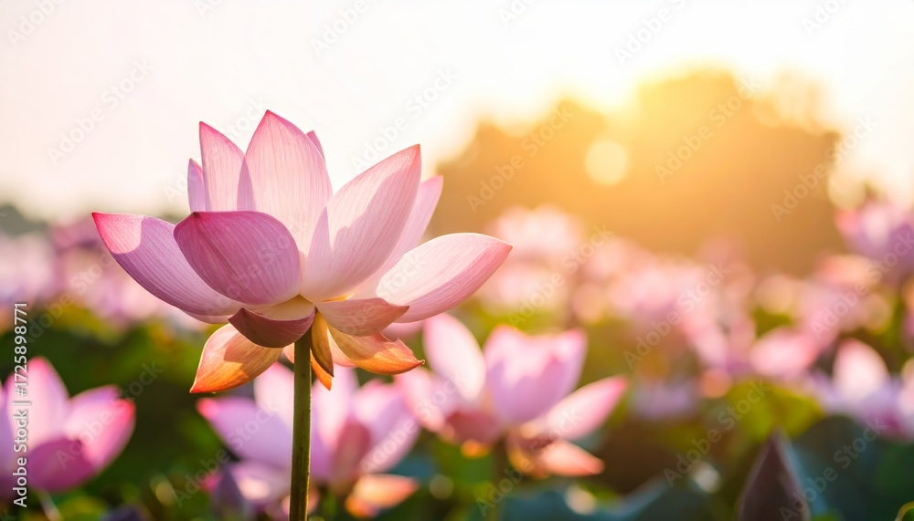 Fototapeta premium Dreamy Lotus Bloom: Serene Water Lily Field at Sunrise Offering Calming Beauty