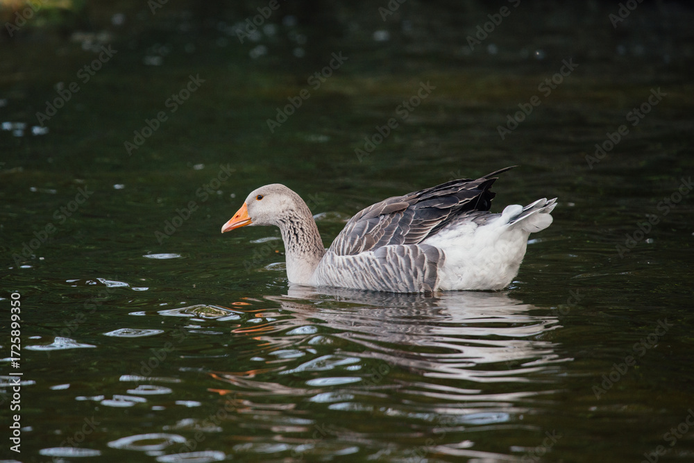 Fototapeta premium Goose gracefully swimming on tranquil green water surface