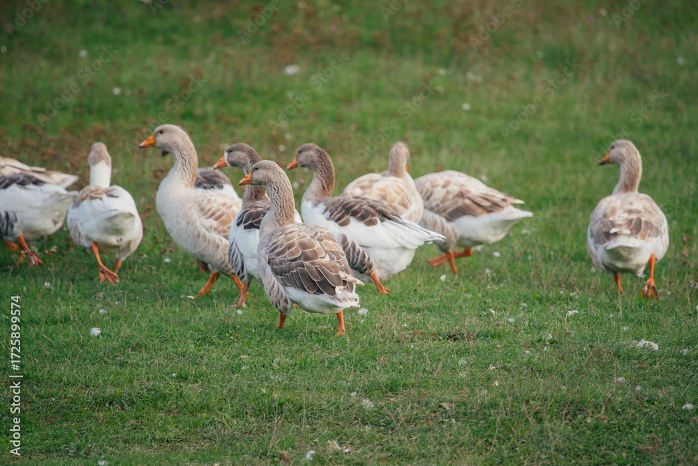 Obraz premium Group of geese walking on green grass