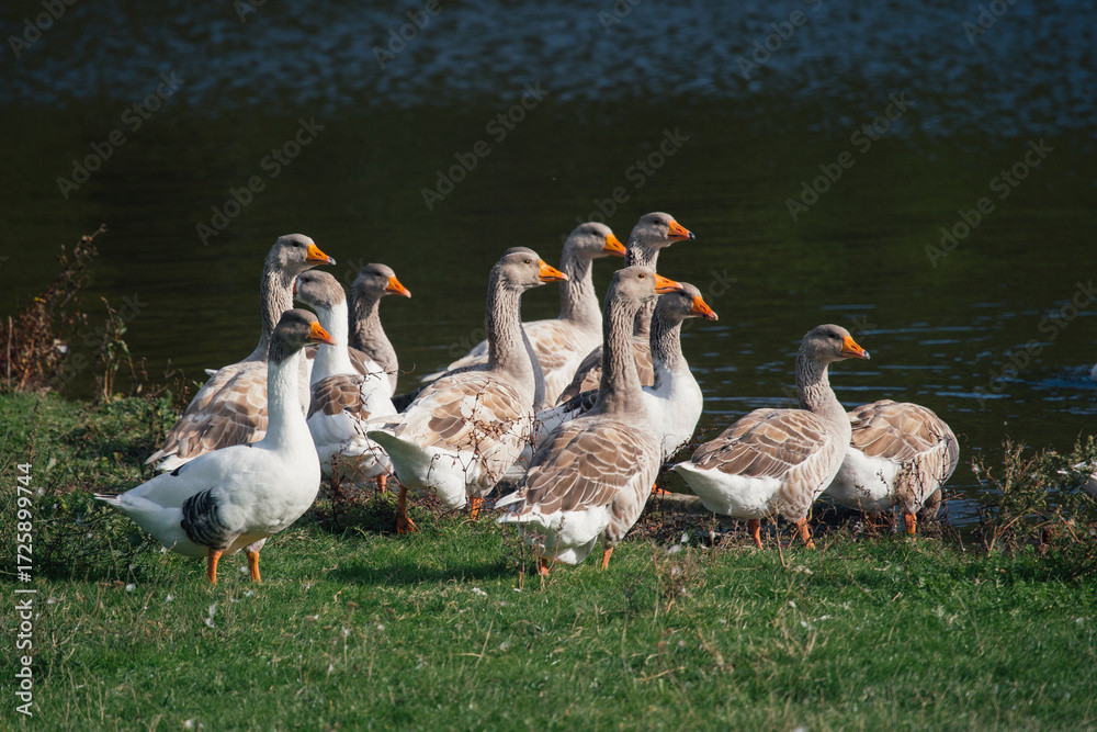 Obraz premium Farm geese standing together on green grass by lake