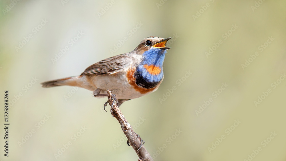 Fototapeta premium robin on a branch