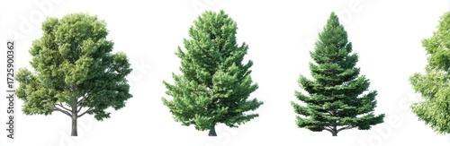 Four different deciduous trees, isolated on white background.  Full, lush foliage displayed on each.  Varying crown shapes and textures