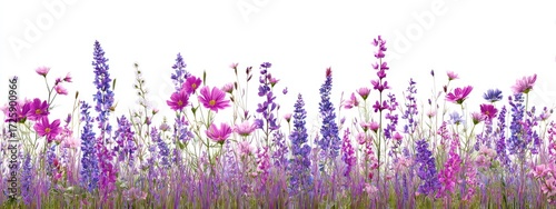 Colorful wildflowers in various shades of pink and purple, arranged in a horizontal row against a pure white background