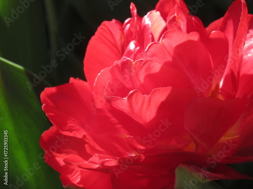 Zbliżenie na czerwono kwitnące tulipany © Kumulugma