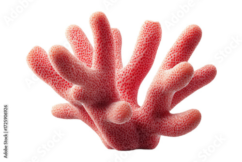 Close-up of pink coral on black background showcasing intricate marine patterns, cut out