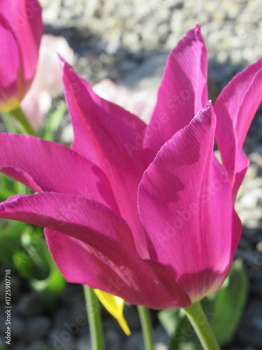 Zbliżenie na różowe tulipany © Kumulugma