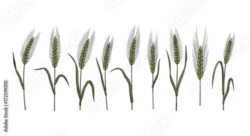 A collection of green wheat stalks with leaves on a white background.