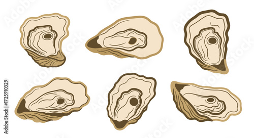 Collection of six detailed illustrations of raw oysters viewed from different angles.