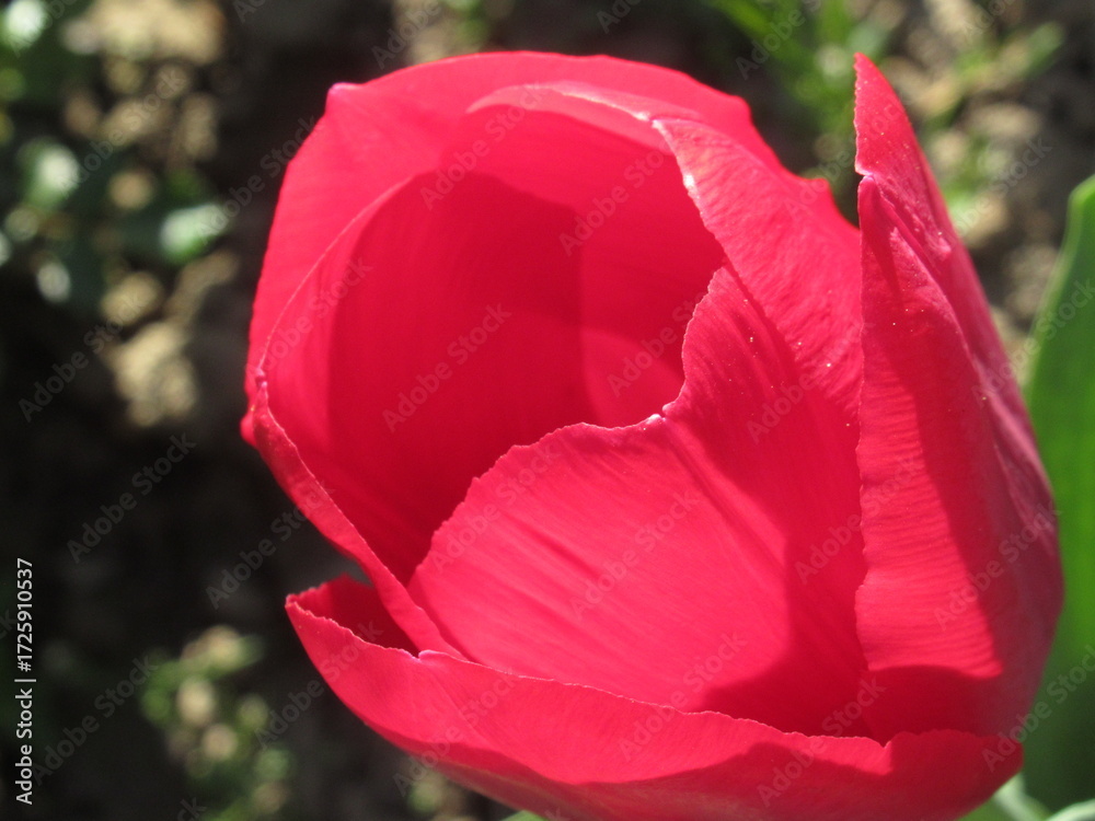 Obraz premium Zbliżenie na różowe tulipany