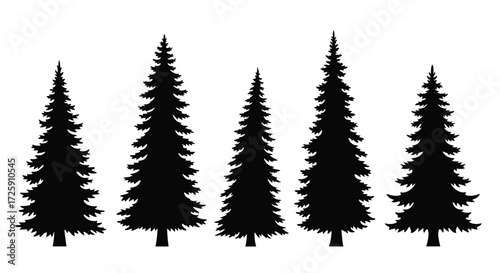 Silhouettes of evergreen coniferous trees in a row.