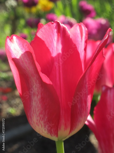 Zbliżenie na różowe tulipany © Kumulugma