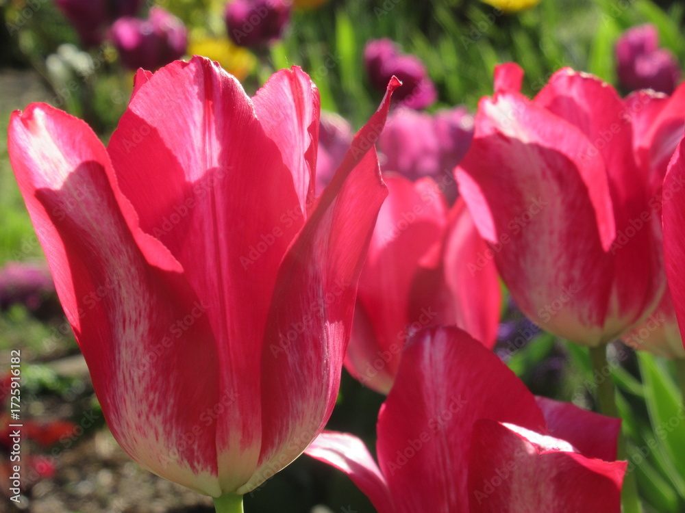 Fototapeta premium Zbliżenie na różowe tulipany