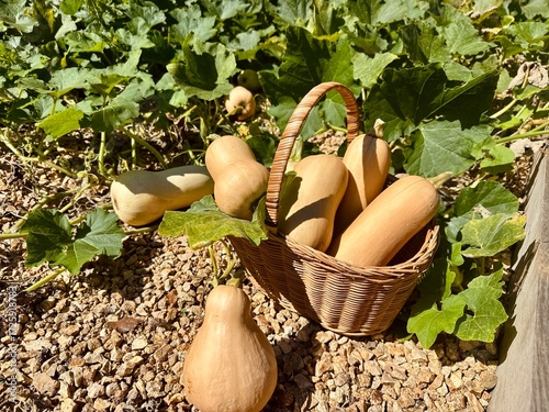 Podobny obraz