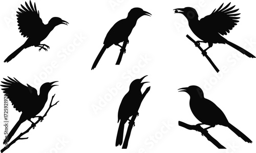 Black bird silhouette vector illustration set, perched on tree branches and flying positions, isolated crow and raven shapes for wildlife, nature, design