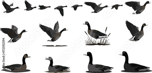Wild goose vector illustration set, flying and swimming geese collection with realistic waterfowl poses, migratory bird design for nature, wildlife, lake, river themes