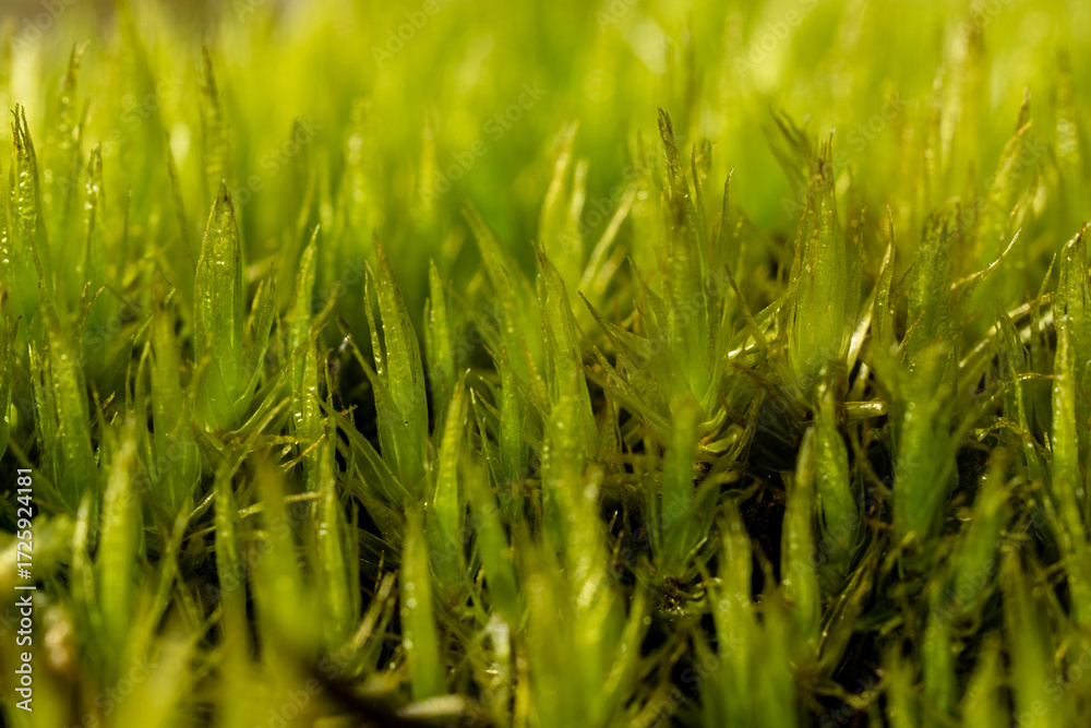 Obraz premium Fresh Green Moss Close Up with Natural Texture and Morning Dew in Forest Macro Background
