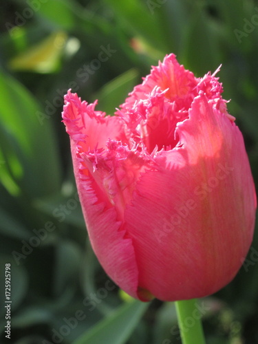 Zbliżenie na różowe tulipany © Kumulugma