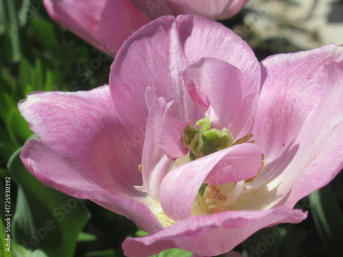 Zbliżenie na różowe tulipany © Kumulugma