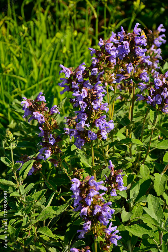 Fototapeta premium fioletowe kwiaty szałwii lekarskiej, kwitnąca szałwia lekarska, Salvia officinalis, Purple sage flowers in the garden, common sage