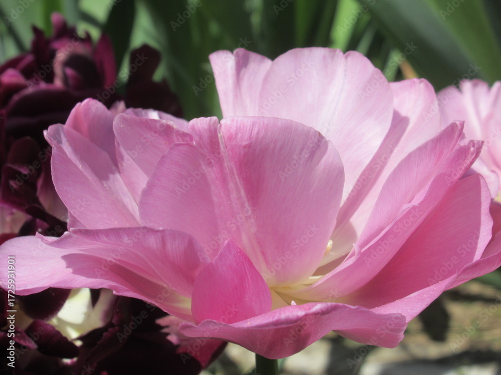 Fototapeta premium Zbliżenie na różowe tulipany