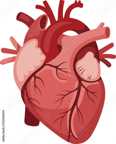 Human heart anatomy front view, medical organ illustration, cardiovascular system structure, educational biology symbol, vector design, detailed red drawing