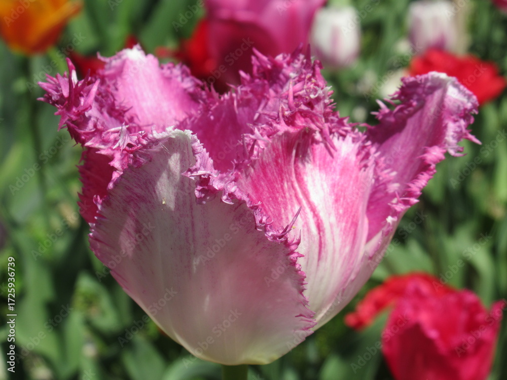 Fototapeta premium Zbliżenie na różowe tulipany