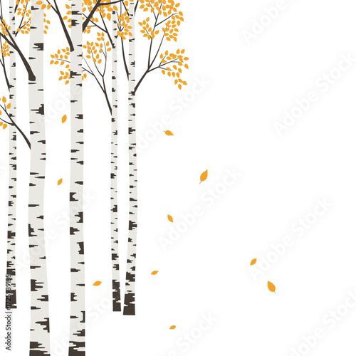 Illustration of birch trees with yellow leaves on a white background.
