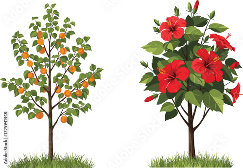 Beautiful orange fruit tree with ripe citrus fruits and vibrant red hibiscus flowering plant illustration, tropical garden vector botanical artwork