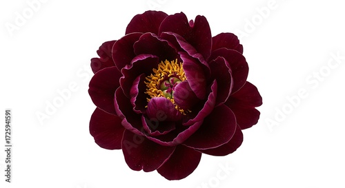  Deep Burgundy Red Peony Flower Head Isolated on White Background, Rich Dark Wine Colored Petals for Moody Floral Design, Luxury Weddings and Romantic Stationery