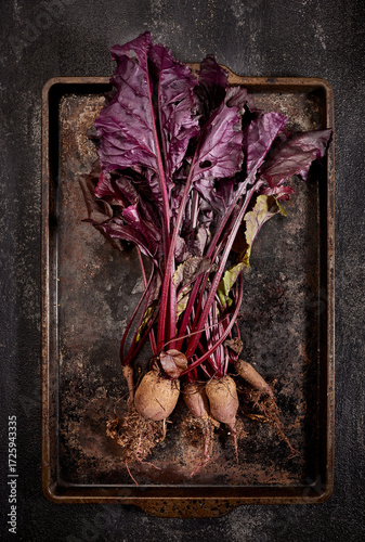 Fresh picked beets from a home garden on quarter sheet roasting pan and dark background