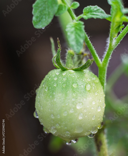 young green Better Boy tomato on the vine in rain .