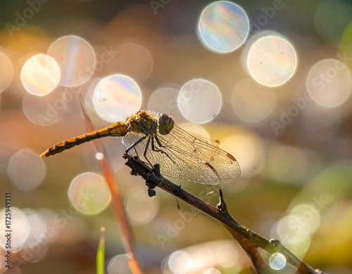 Delicate dragonfly perched on a twig bathed in sunlight