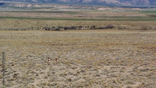 Wallpaper Mural Three pronghorn antelopes graze in a vast, dry, grassy field under a clear sky Torontodigital.ca