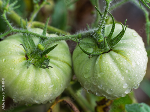 green Beefsteak Tomatoes on the vine 