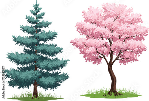 Evergreen conifer tree and cherry blossom tree illustration, seasonal contrast, spring floral design, botanical landscape vector, decorative garden element, nature artwork