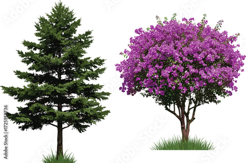 Evergreen conifer tree and purple blossom tree illustration, seasonal foliage design, vector nature artwork, isolated botanical element, outdoor landscape, environmental concept graphic