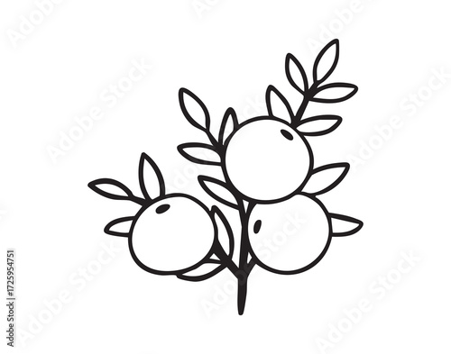 A branch with three oranges in clean monochrome line art for holiday projects, hand drawn., monochrome line art doodle hand drawn cartoon icon element