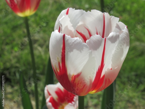 Zbliżenie na biało-czerwone kwiaty tulipanów © Kumulugma